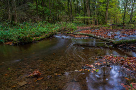 autumn in the forestの写真素材