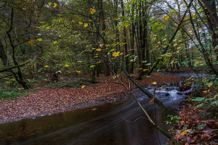 autumn in the forestの写真素材