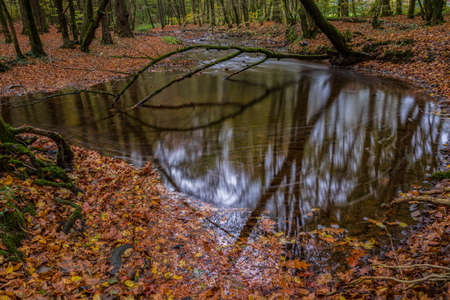 autumn in the forestの写真素材
