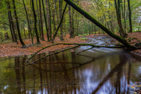 autumn in the forestの写真素材