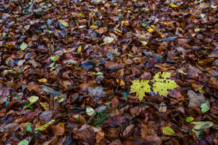 autumn leaves backgroundの写真素材