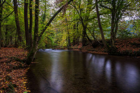 river in the forestの写真素材