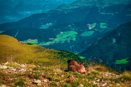 a marmot in the Dolomites, Italy.の写真素材