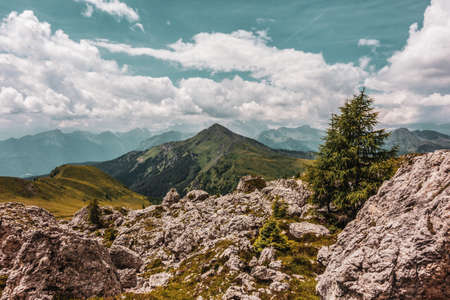 Small tree on the rocks in the Dolomites, Italy. Hiking trail in the nature reserve of the Ampezzo Dolomites.の写真素材
