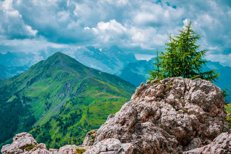 Small tree on the rocks in the Dolomites, Italy. Hiking trail in the nature reserve of the Ampezzo Dolomites.の写真素材