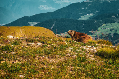 a marmot in the Dolomites, Italy.の写真素材