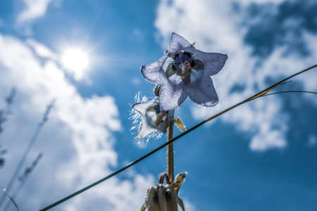 Mountain flowers in the backlight, photographed in the Dolomites.の写真素材