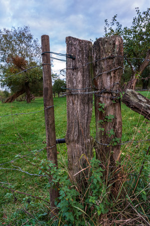 old fence in forestの写真素材
