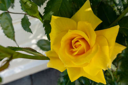 Flower in the garden.の写真素材