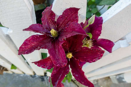 Flower in the garden.の写真素材