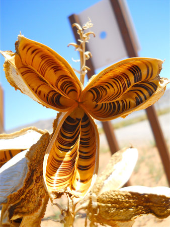 Desert Pod