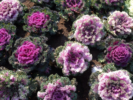 Combination of white and lavender の素材