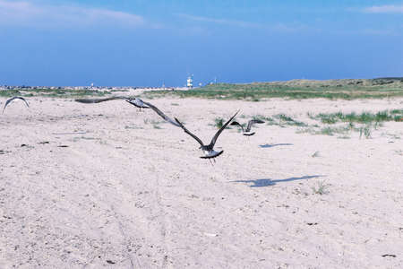 Birds at the beachの写真素材