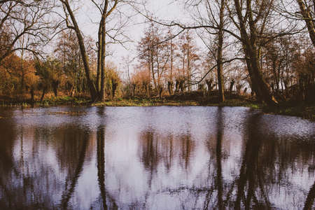 Swamp with trees in the backgroundの写真素材