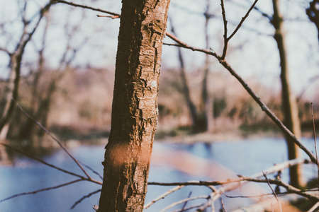 Trees and branchesの写真素材