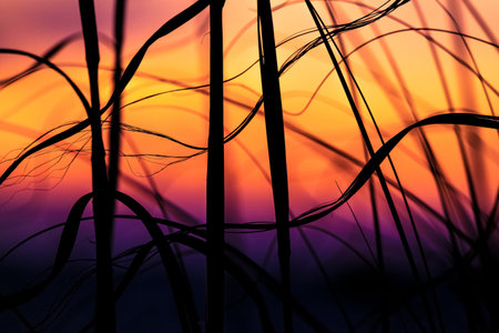 Sea Oat Sunsetの写真素材