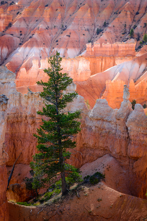 The Survivorの写真素材