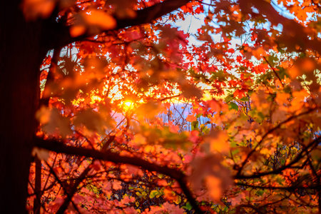 Orange leaves and the sunset during a fall day in Southern Utah