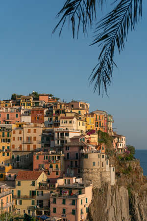 the houses that are built vertically on the coast of cinque terre in italy of manarola behind the silhouette of palm leafsのeditorial素材