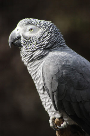African Grey Parrot (Psittacus Erithacus)