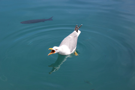 Seagull Screaming with Beak Wide Open on Blue Mediterranean Sea Backgroundの写真素材