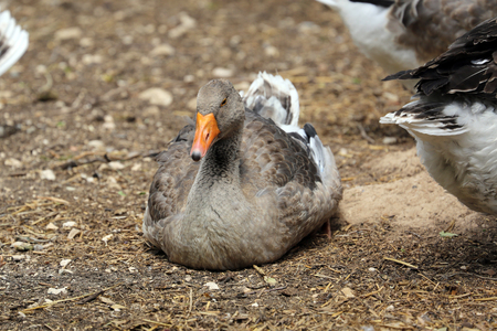 Greylag Goose Laying on the Groundの写真素材