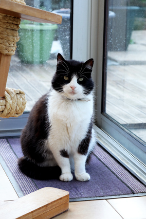 Cute Black And White Domestic Cat Sitting In Front Of A Glass Door, Close Up Viewの写真素材