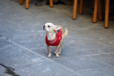 Funny Chihuahua With Wool Sweater In The Street, Close Up Portraitの写真素材