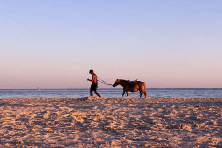 Human and his horse are walking at the sand beach. Evening summer. Sunset time. Rider at the end of the day. Black sea.の写真素材