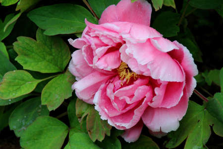 Pink Peonyの写真素材