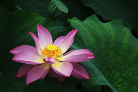 A blooming lotus flowerの写真素材