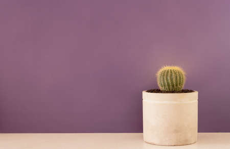cactus used as home decor against violet backgroundの写真素材