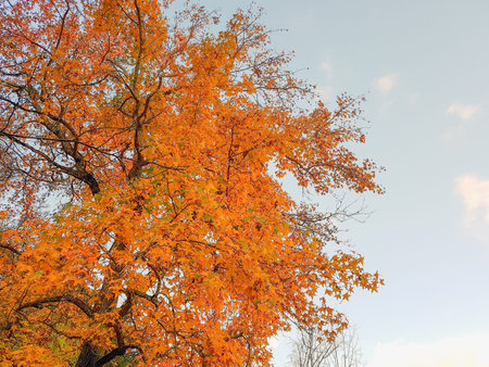Leaves on tree during a cool autumn day