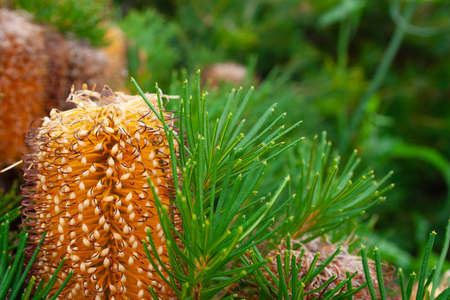 Close up of banksia flowerの写真素材