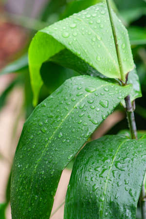 Rain drops on tiger grass (bamboo) on rainy dayの写真素材