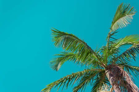 Palm tree against teal skyの写真素材