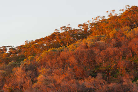 Scrub at duskの写真素材