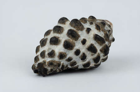 Macro image of a spotted, rough shell on white backgroundの写真素材
