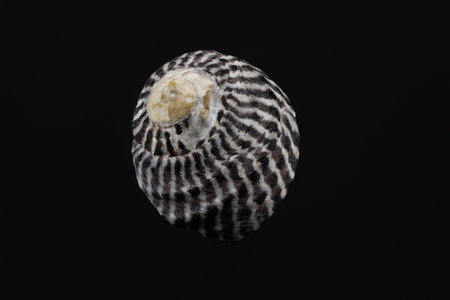 Macro image of a shell on black background