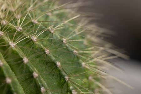 Macro image of a cactusの写真素材