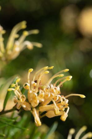 Macro image of yellow grevilliea flowerの写真素材