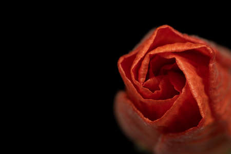 Macro image of a young hibiscus flower against a black backgroundの写真素材