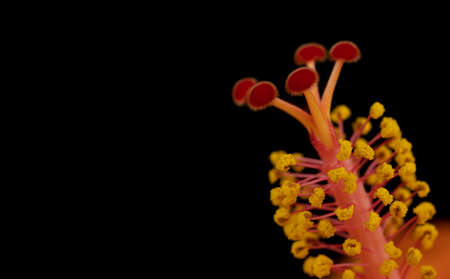 Macro image of a hibuscus stamen against a black backgroundの写真素材