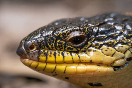 Close up image of a skink's headの写真素材
