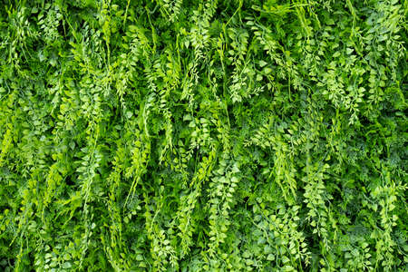 Artificial green fern wall in a shady positionの写真素材