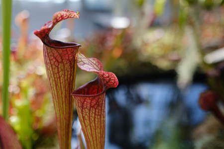 Close up of a pitcher plant display on a sunny dayの写真素材