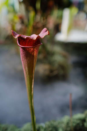 Close up of a pitcher plant display on a sunny dayの写真素材