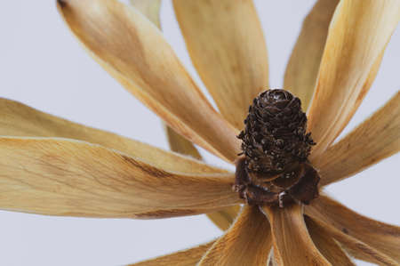 Macro image of a dried flower head against a white backgroundの写真素材