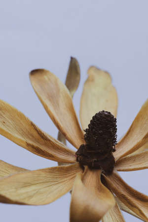 Macro image of a dried flower head against a white backgroundの写真素材