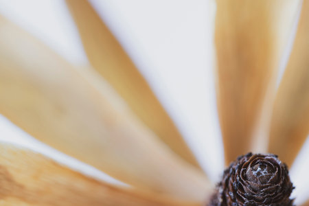 Macro image of a dried flower head against a white background